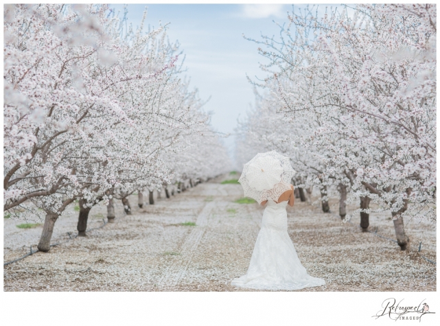 Cherry blossom orchard bride vintage lace wedding photography california