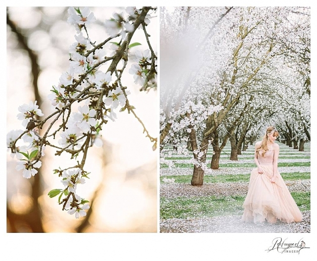 napa sonoma sacramento wedding photography almond blossom_0965.jpg